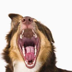 Australian Sheperd