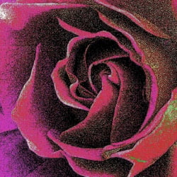 RoseVIII