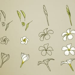 Plumeria