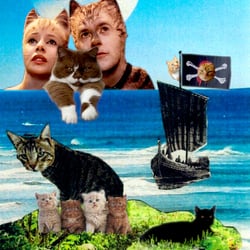 Katzen am Meer