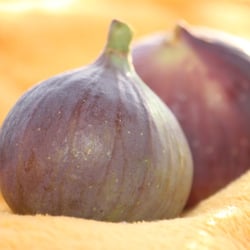 Fruits – Früchte 2012