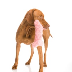 Hundespielzeug