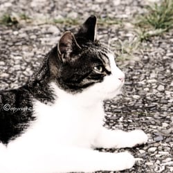 CAT AUG . 2014