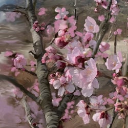 Mandelblüte Pfalz