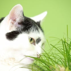 Bastet the Cat 2012 Teil 02