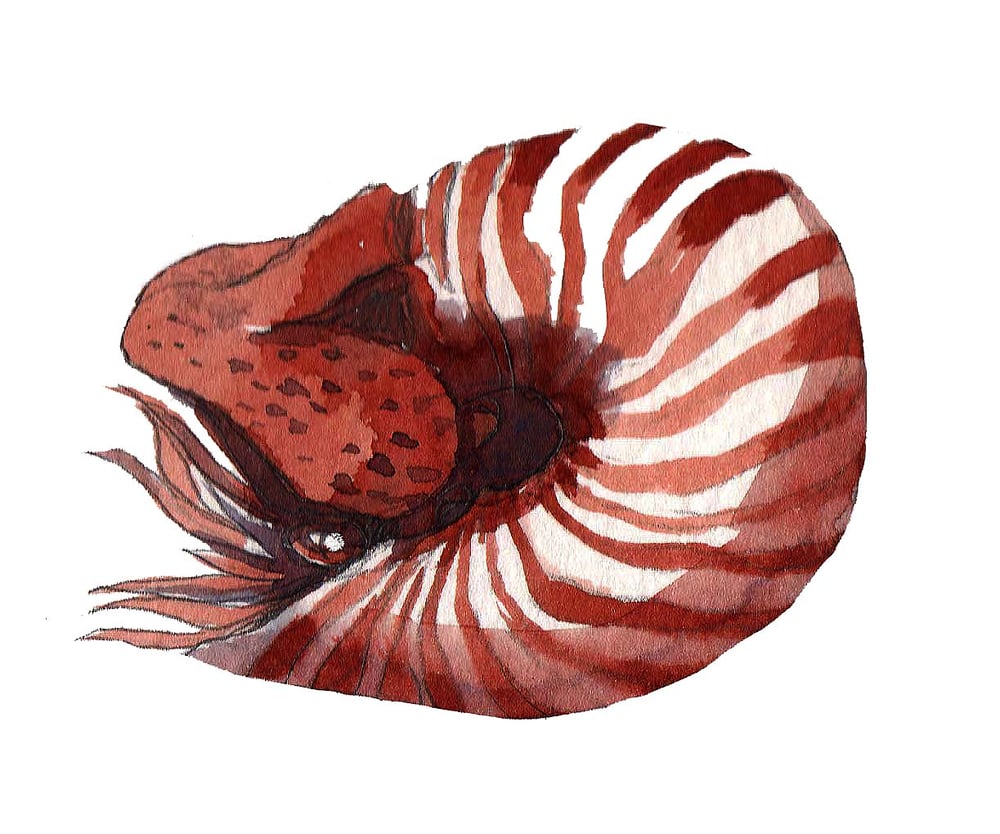 nautilus