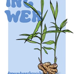 Ingwer.
