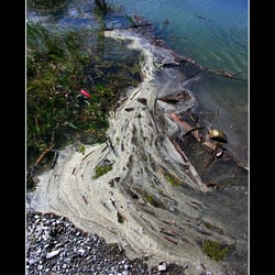 Schwangau-Forggensee