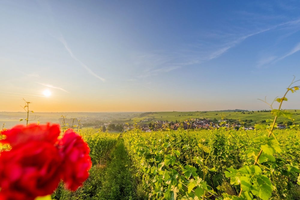 Rosen im Weinberg bei Sonnenaufgang