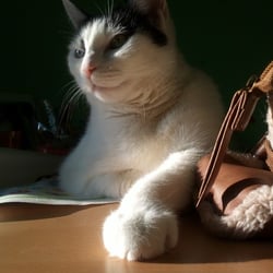Bastet the Cat 2012 Teil 06