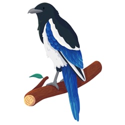 magpie