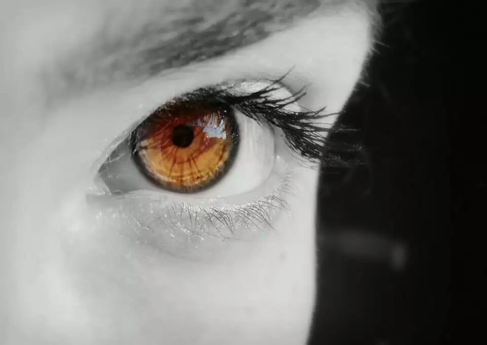 Auge