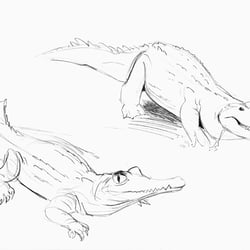 Bleistiftzeichnungen von Krokodil und Alligator