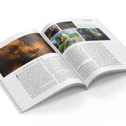 33 % Das Waldmagazin