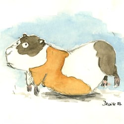 Meerschweinchen