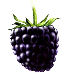 Brombeere
