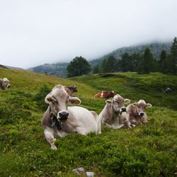 Schweizer Kühe