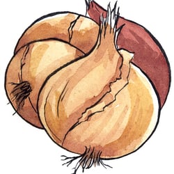 Zwiebeln-rein-web