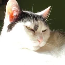 Bastet