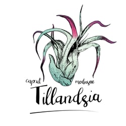 Tillandsia
