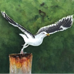 Startende Möwe