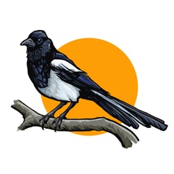 Elster – Vogelsommer / Vogelmotiv im Rahmen eines Poster Projektes