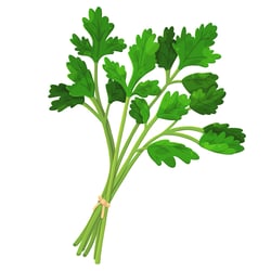 coriander