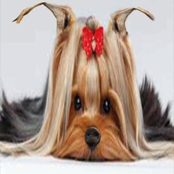Schweinehund