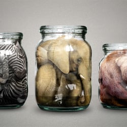 Fotomanipulation Tierkonserven – „Der Elefant im Glas“ – www.stilknecht.de/_elefant.html