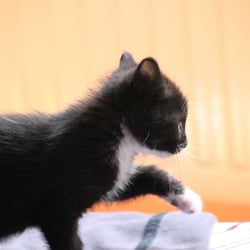 Cat Bella
