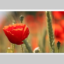 Makrofotografie