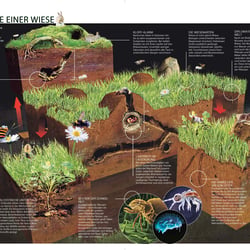 Anatomie einer Wiese/  Illustration für Welt der Wunder