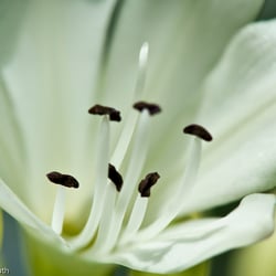 Blumenbild (17 von 60)