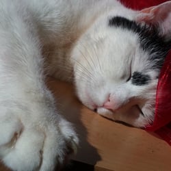 Bastet Experience in RED 04