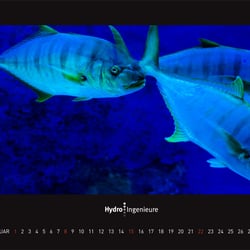 februar