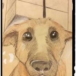 Dog in the City