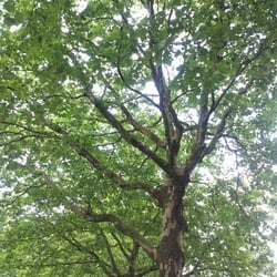 Natur 2012 Bäume