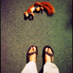 squirrel`s death