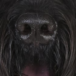 schottischer hirtenhund