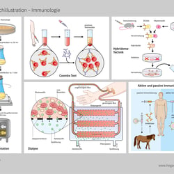 Schulbuchillustrationen Immunologie