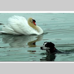 Esref Yilmaz/Fotografie: Tiere
