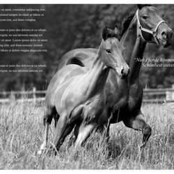 Buch – Seite 4