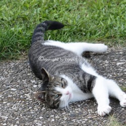 CAT AUG. 2014