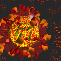 Influenzavirus