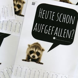 racoon | Abreißzettel