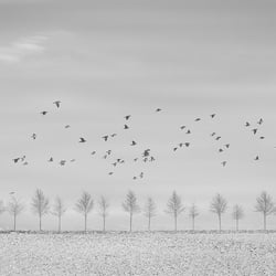 Vögel