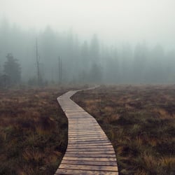 Moor im Harz