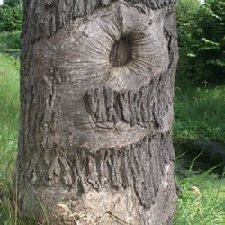 Natur 2012 Bäume