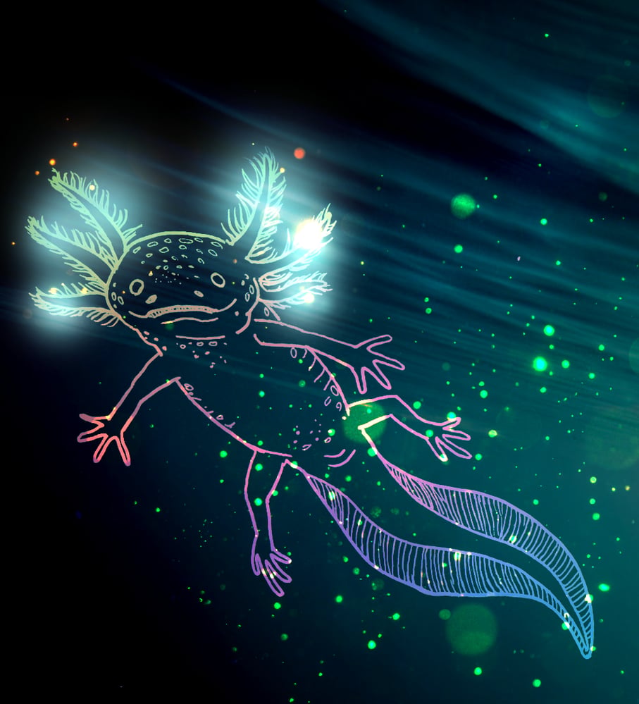 Axolotl 03