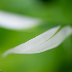 Blumenbild (32 von 60)